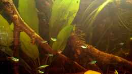 aquarium-von-wid-mein-erstes-schwarzwasserbecken_Neonlamler, Perlhunbärblinge, Ohrgitterharnischwelse
