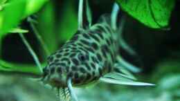 aquarium-von-h4rdei-becken-33720_Leopard-Fiederbartwels