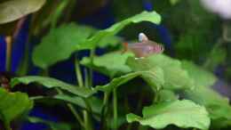 aquarium-von-acki50-suedamerika-gesellschaftsbecken_Weißflossen-Schmucksalmler (Hyphessobrycon rosaceus White f
