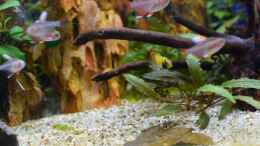 aquarium-von-acki50-suedamerika-gesellschaftsbecken_Panda Zwergbuntbarsch das zweite Weibchen hält ihr Revier f