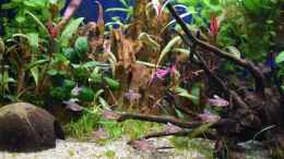 aquarium-von-acki50-suedamerika-gesellschaftsbecken_Mein Schwarm Weißflossen-Schmucksalmler (Hyphessobrycon ros