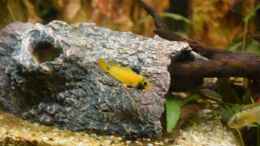 Aquarium einrichten mit Apistogramma nijsseni dominantes Weibchen, rechts