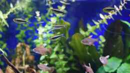 Aquarium einrichten mit Meine Gruppe Schwarzer Neons (Hyphessobrycon herbertaxelrodi)