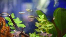 Aquarium einrichten mit Schwarzer Neon (Hyphessobrycon herbertaxelrodi)