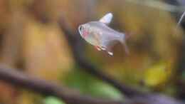 aquarium-von-acki50-suedamerika-gesellschaftsbecken_Hyphessobrycon rosaceus White fin (Weißflossen-Schmucksalml