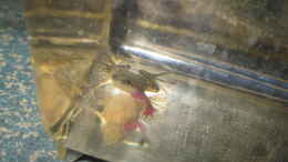 aquarium-von-jenny-zwergkrallenfrosch-becken_Sehr starke Einblutungen: das ist der Frosch, bei dem späte