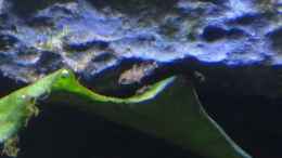 Foto mit Apistogramma Hongsloi Jungfische (ca. 32 Tage nach dem Schlüpfen)