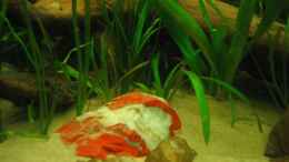 aquarium-von-andif-becken-3374_Roter Jaspis