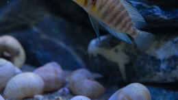aquarium-von-baghira-franks-tanganjika-becken_Altolamprologus compressiceps gold head 