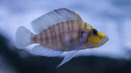 aquarium-von-baghira-franks-tanganjika-becken_Altolamprologus compressiceps gold head