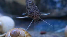 Aquarium einrichten mit Kuckucks-Fiederbartwels