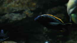 aquarium-von-skipper1202-malawi-und-beton_Otopharynx sp. black orange dorsal