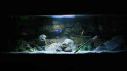 aquarium-von-skipper1202-malawi-und-beton_