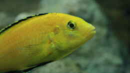 aquarium-von-skipper1202-malawi-und-beton_cereus yellow aus der Nähe