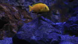 aquarium-von-skipper1202-malawi-und-beton_Yellow Männchen