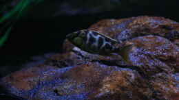 aquarium-von-skipper1202-malawi-und-beton_Nimbochromis venustus (bereits ausgezogen)