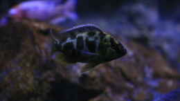 Aquarium einrichten mit Nimbochromis venustus (bereits ausgezogen)