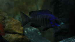 aquarium-von-skipper1202-malawi-und-beton_Placidochromis phenochilus Mdoka white lips