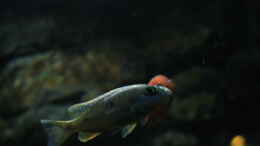 aquarium-von-skipper1202-malawi-und-beton_Sciaenochromis fryeri ahli multicolor