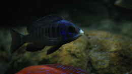 Foto mit Placidochromis phenochilus Mdoka white lips