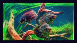 aquarium-von-arne-wilkens-west----zentral-afrika-gesellschaftsbecken_Ctenopoma acutirostre
