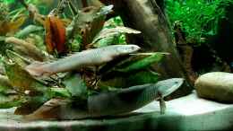 aquarium-von-arne-wilkens-west----zentral-afrika-gesellschaftsbecken_Polypterus Senegalus