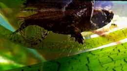 Aquarium einrichten mit Pantodon buchholzi