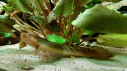 Aquarium einrichten mit Polypterus palmas buettikoferi