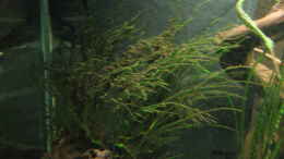 Aquarium einrichten mit Bolbitis heudelotii abgefressen