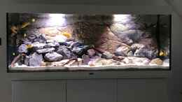 aquarium-von-veljev-becken-33772_Malawisee Aquarium Mbunas