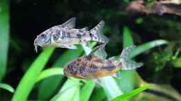 aquarium-von-brimar67-lavadschungel_Corydoras paleatus 
