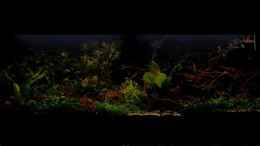 aquarium-von-brimar67-lavadschungel_06.12.2020-Moonlignt 5000°K gedimt