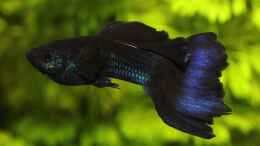 Foto mit Poecilia reticulata dark blue Moscow