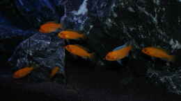 aquarium-von-mondamin-malawi-ala-rockz_Metriaclima Estherae Gruppe