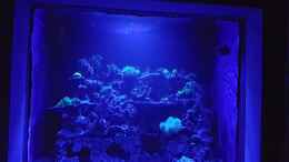 aquarium-von-michael-schulze-mein-reef-6-500liter_Aquarium Hauptansicht von Mein Reef