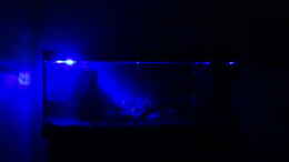 aquarium-von-coachdriver-uwe-my-dream_21.) Nachtbeleuchtung