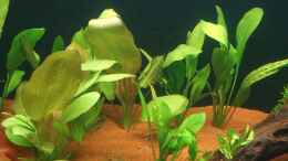 Aquarium einrichten mit Echinodorus bleheri und Echinodorus grandiflorus