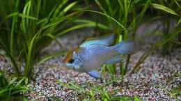Aquarium einrichten mit Mikrogeophagus ramirezi - Electric blue 1 von 8