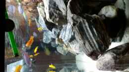 aquarium-von-andreas-musterfisch-mein-malawibecken_von der rechten Seite fotografiert