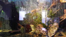 aquarium-von-amazonasfreak91-mein-traum-vom-amazonas_Essenszeit:) und direkt mal ein Schnappschuss von einem der 
