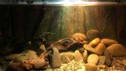 aquarium-von-flip-rio-xingu---l-welse-artenbecken-einlaufphase_