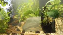 aquarium-von-esa-72-gesellschaftsbecken_Zwerg-Speerblatt auf Mangrovenwurzel