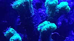 aquarium-von-kai-heermann-nautilus_Caulestrea öffnet sich Nachts um Nahrung zu fangen 