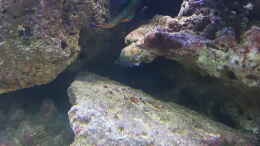 aquarium-von-kai-heermann-nautilus_Mandarinen Fisch