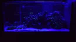 aquarium-von-kai-heermann-nautilus_Moonlight