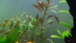 Aquarium einrichten mit Roter Stern (Ludwigia glandulosa perennis)