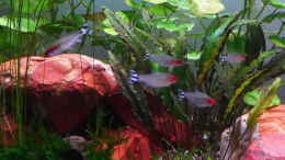 Aquarium einrichten mit Rotkopfsalmler (Hemigrammus bleheri)