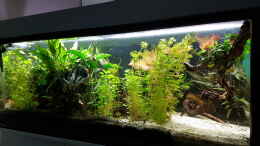 aquarium-von-sunnyboy-72-becken-33864_Blick aus dem Essbereich