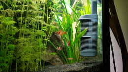 aquarium-von-sunnyboy-72-becken-33864_hinten rechts
