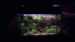 aquarium-von-bjoern-palm-becken-3387_